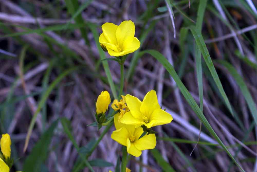 Appennino ligure - Linum cfr. campanulatum