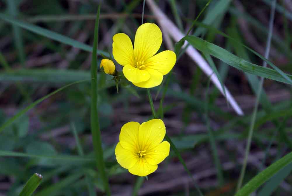 Appennino ligure - Linum cfr. campanulatum