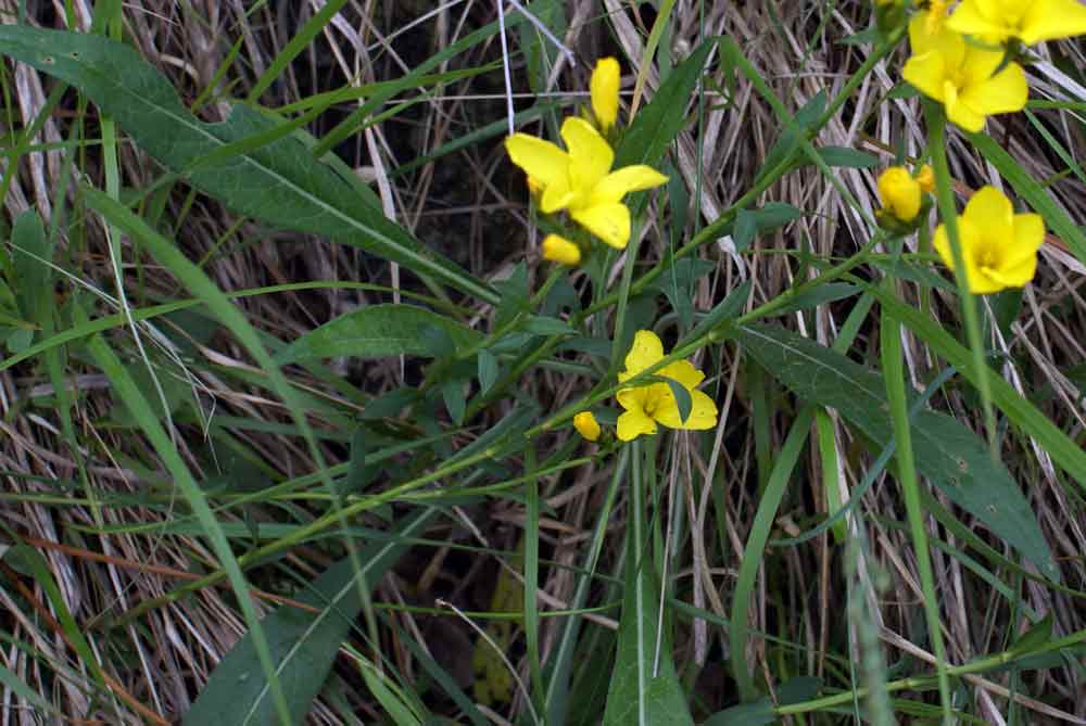 Appennino ligure - Linum cfr. campanulatum