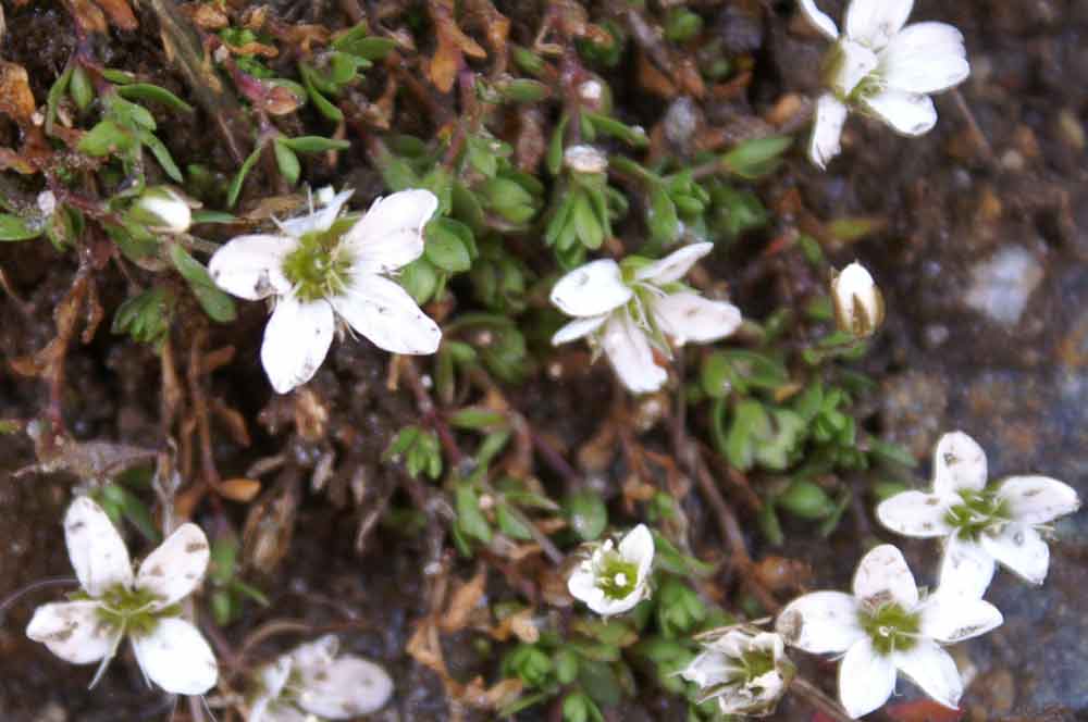 Val di Champorcher - Arenaria biflora e Minuartia verna
