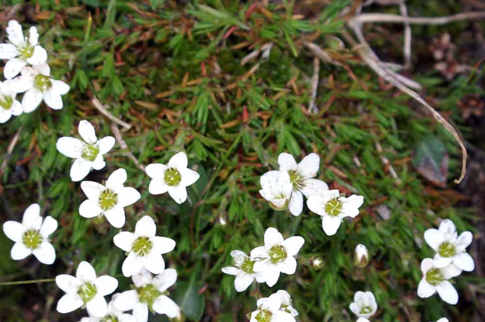 Val di Champorcher - Arenaria biflora e Minuartia verna