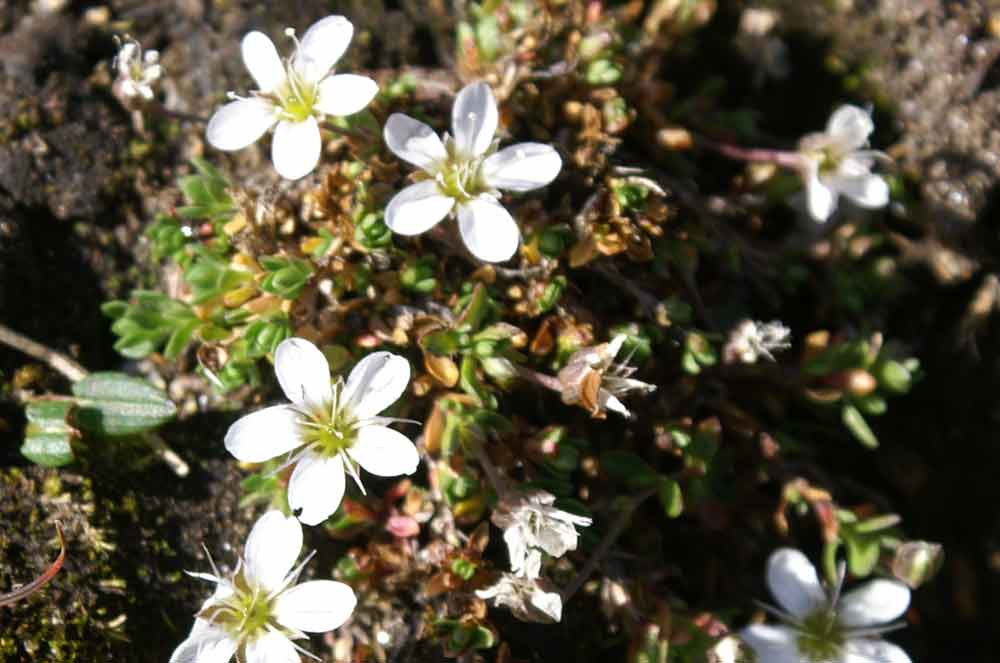 Val di Champorcher - Arenaria biflora e Minuartia verna