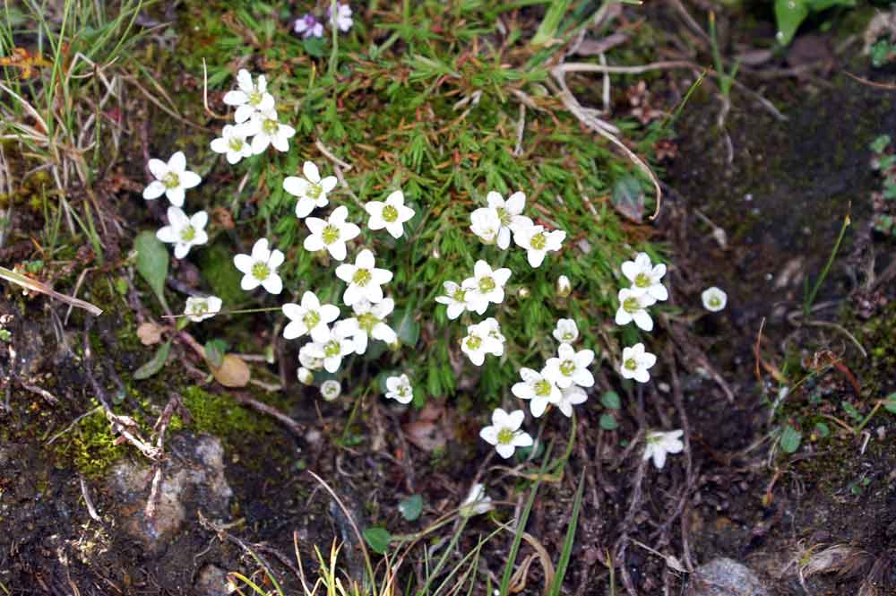 Val di Champorcher - Arenaria biflora e Minuartia verna