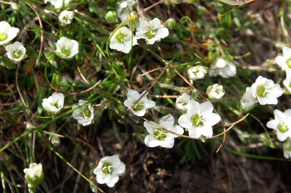 Val di Champorcher - Arenaria biflora e Minuartia verna