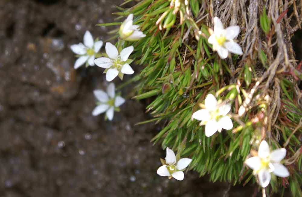 Val di Champorcher - Arenaria biflora e Minuartia verna