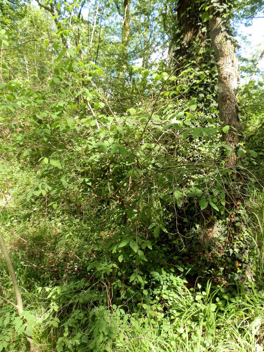 Lonicera xylosteum / Caprifoglio peloso