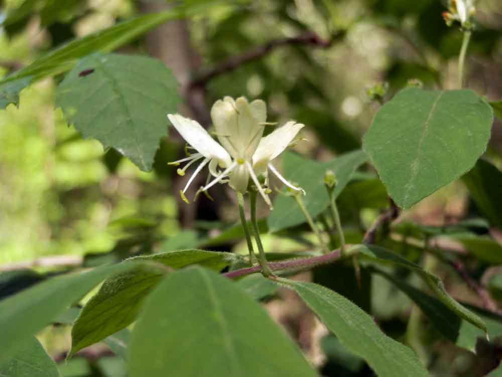 Lonicera xylosteum / Caprifoglio peloso