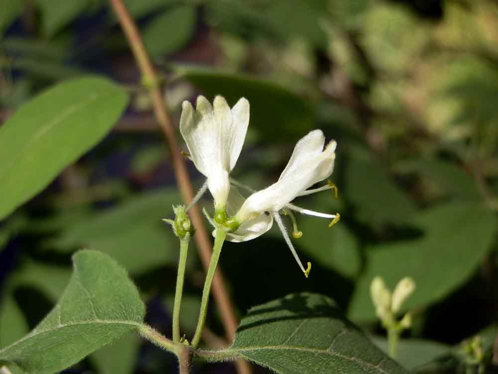 Lonicera xylosteum / Caprifoglio peloso