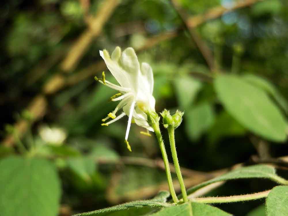 Lonicera xylosteum / Caprifoglio peloso