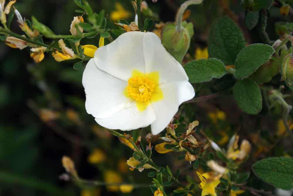 Appennino ligure - Cistus salviifolius