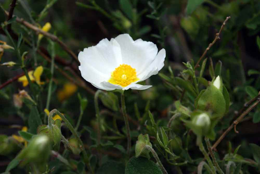 Appennino ligure - Cistus salviifolius
