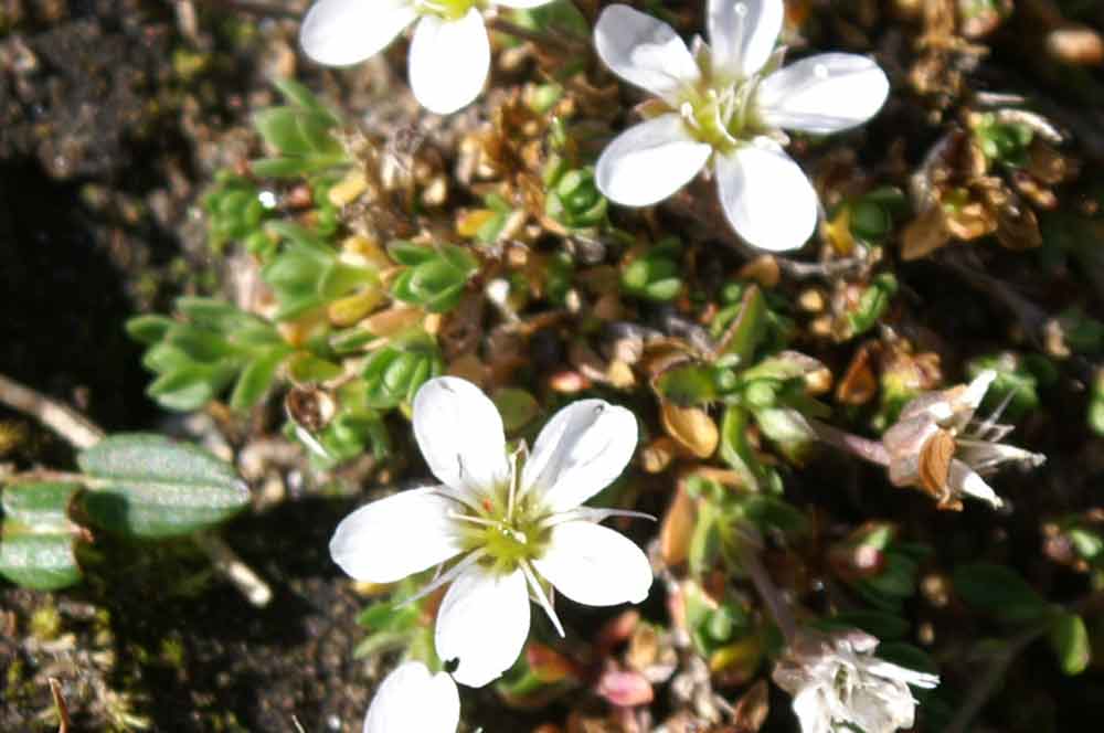 Val di Champorcher - Arenaria biflora e Minuartia verna