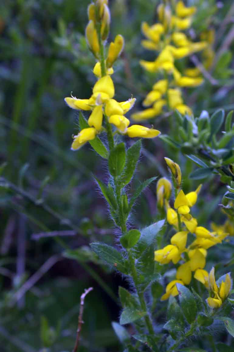 Appennino ligure 4 - Genista cfr.  germanica