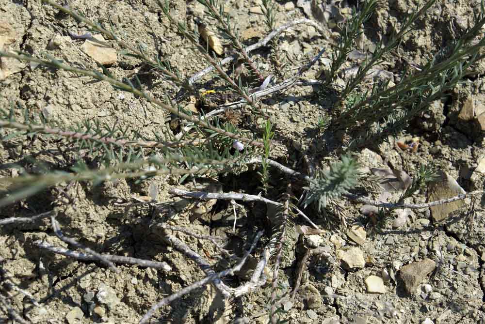 Appennino umbro:  Linum tenuifolium