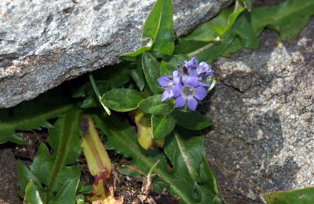 val di Champorcher - Veronica alpina anomala pentamera
