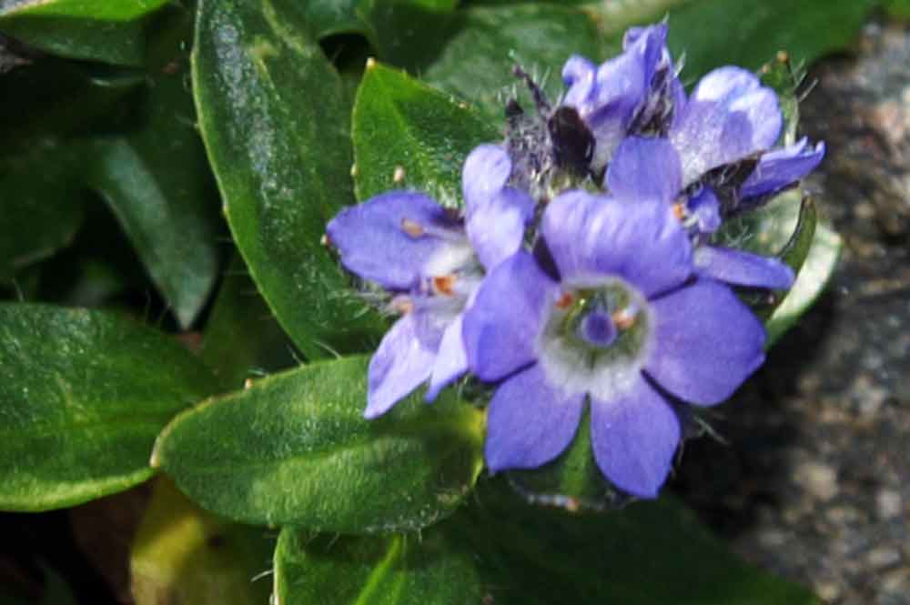 val di Champorcher - Veronica alpina anomala pentamera