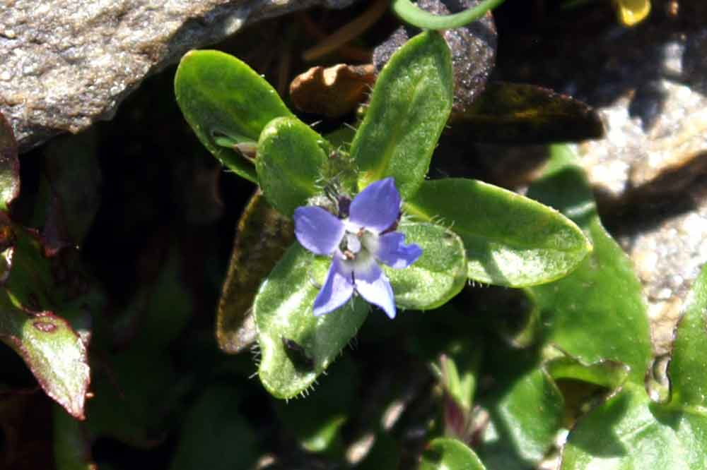 val di Champorcher - Veronica alpina anomala pentamera