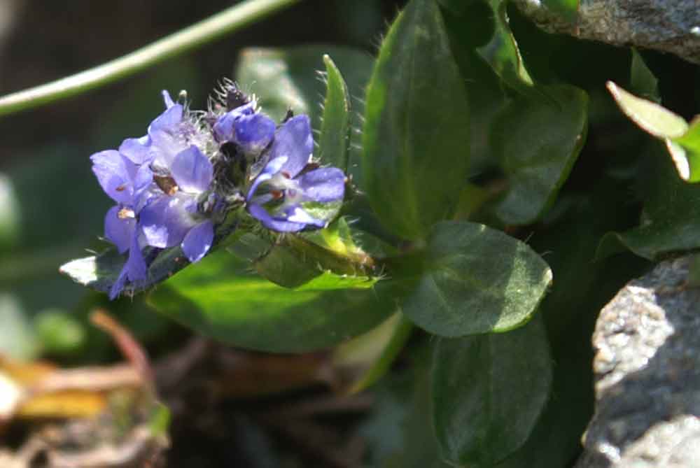 val di Champorcher - Veronica alpina anomala pentamera