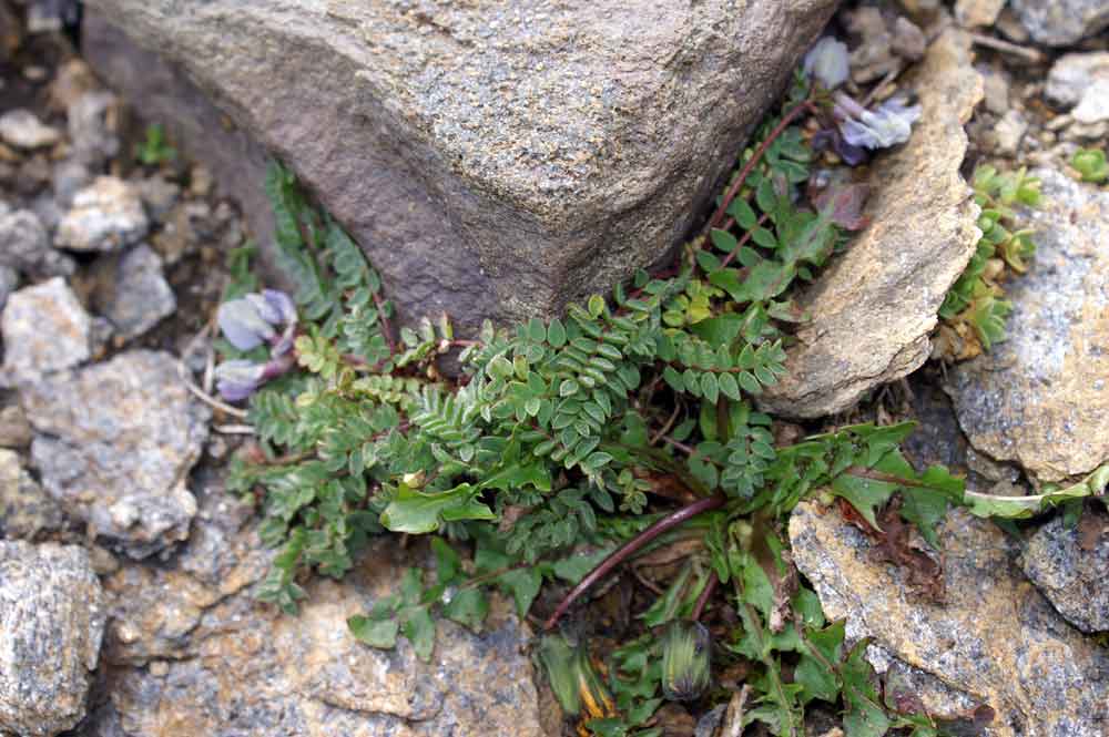 val di Champocher - Oxitropis helvetica