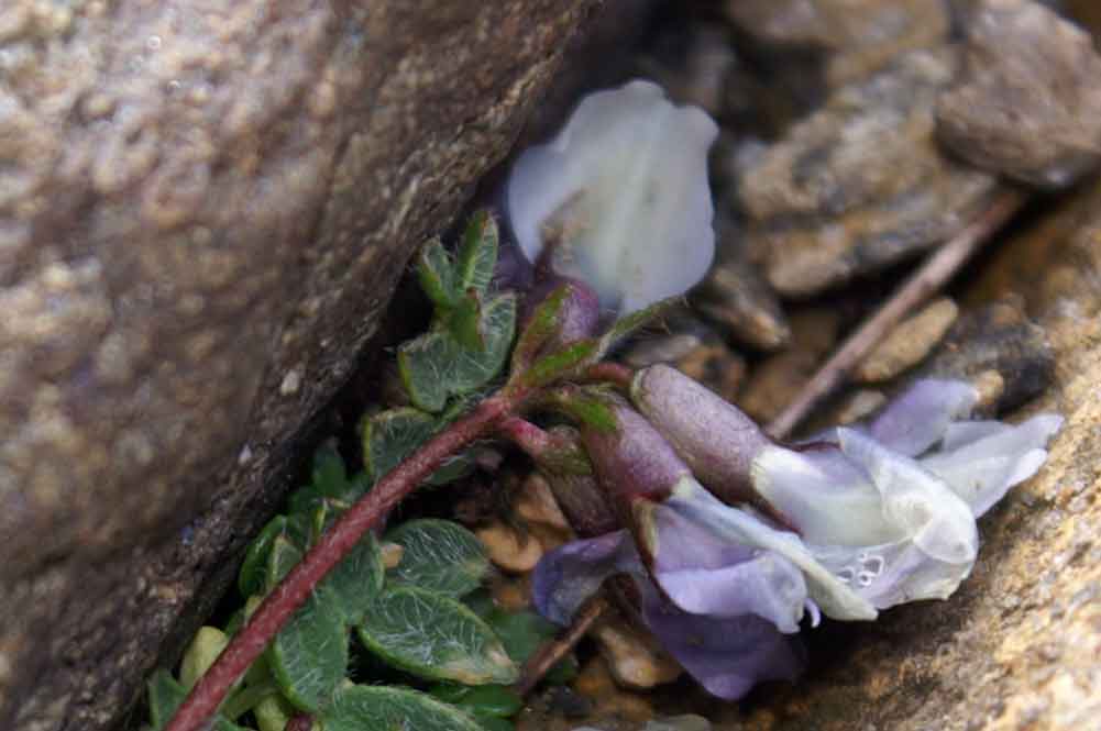 val di Champocher - Oxitropis helvetica