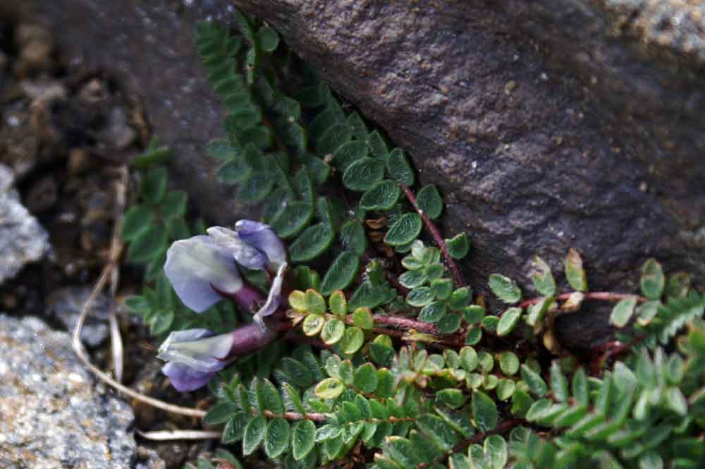 val di Champocher - Oxitropis helvetica