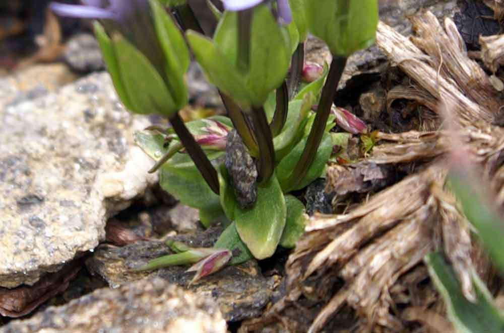 Gentianella tenella /  Genzianella delicata