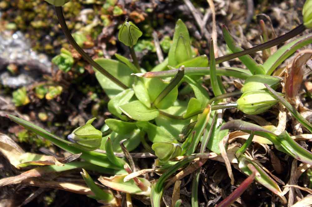 Gentianella tenella /  Genzianella delicata