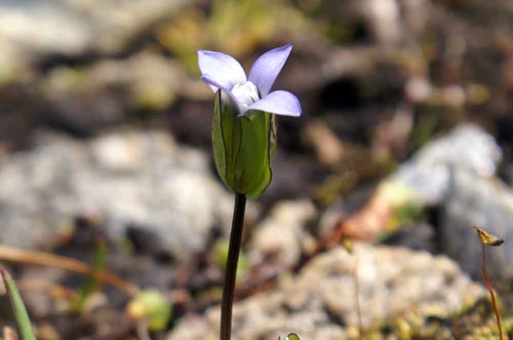 Gentianella tenella /  Genzianella delicata