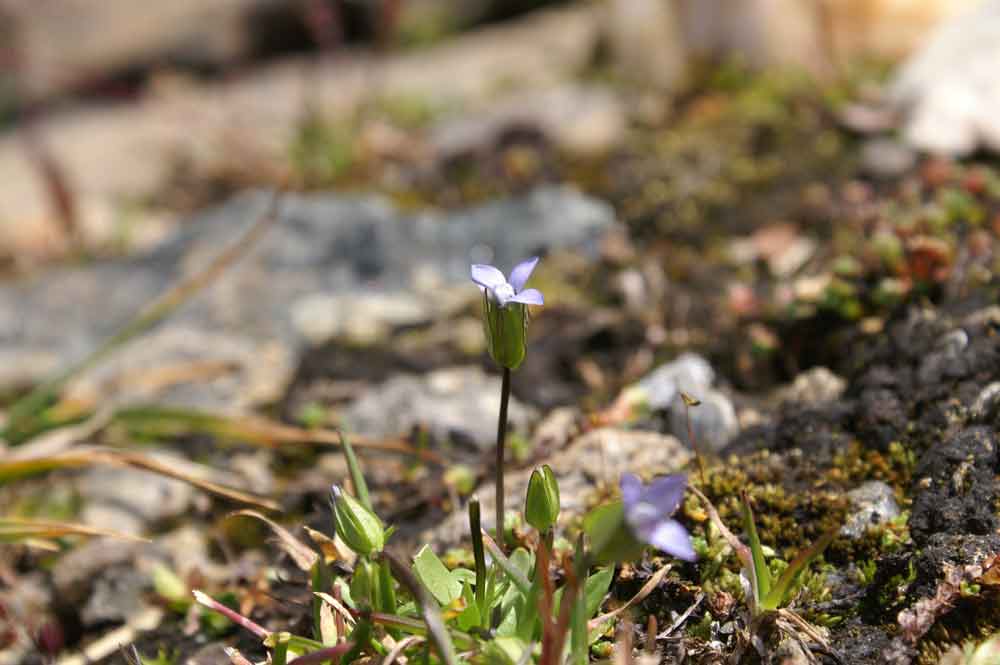 Gentianella tenella /  Genzianella delicata