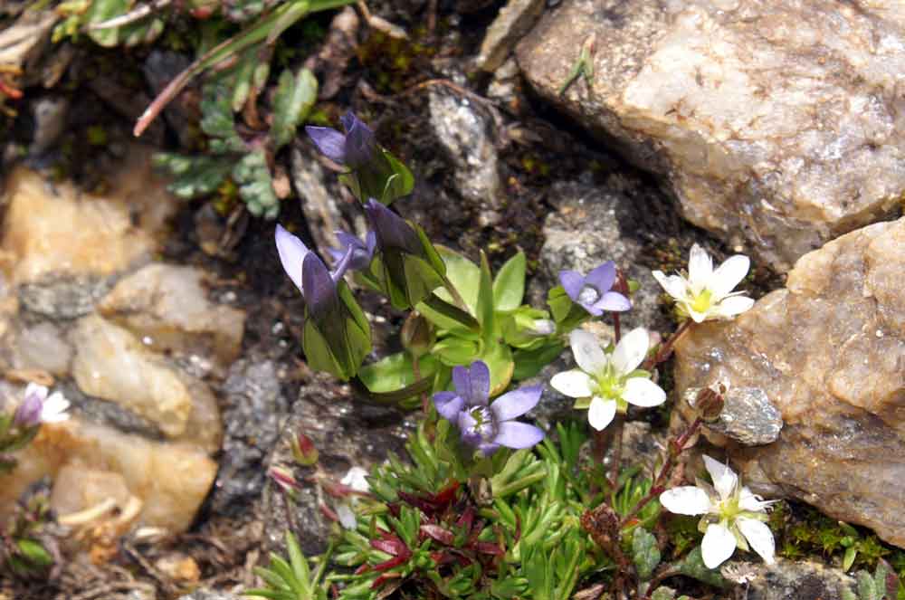 Gentianella tenella /  Genzianella delicata
