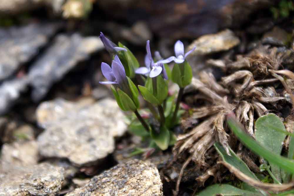 Gentianella tenella /  Genzianella delicata
