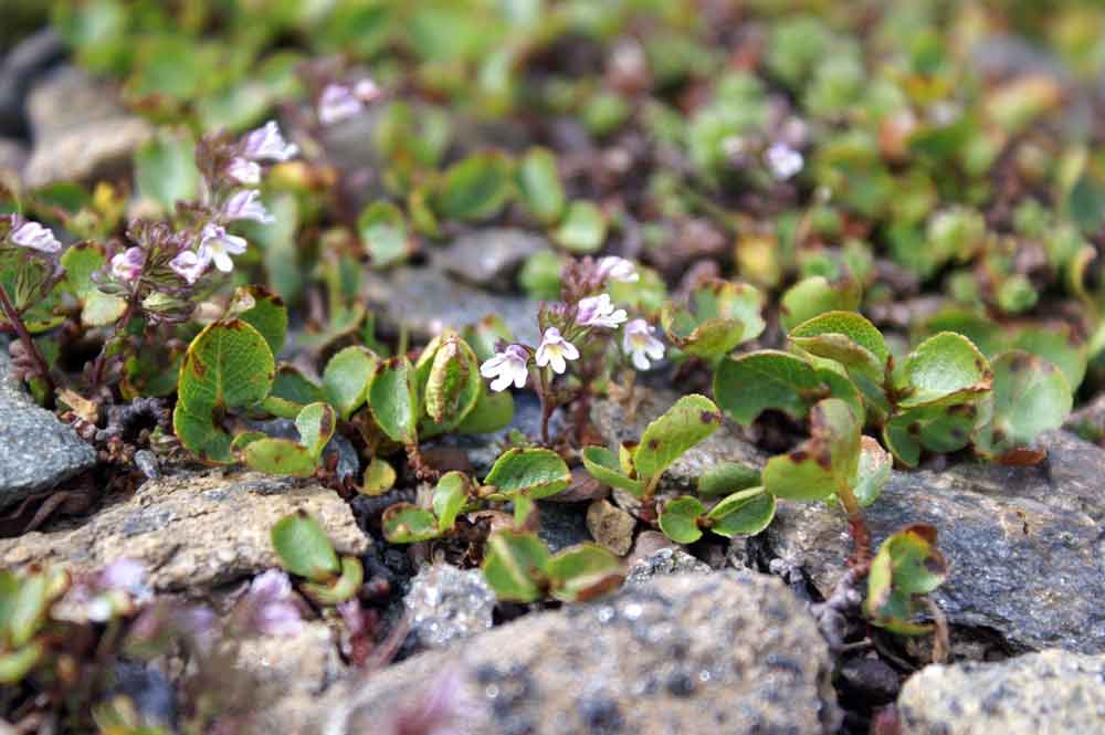 Euphrasia minima