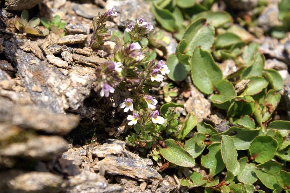 Euphrasia minima