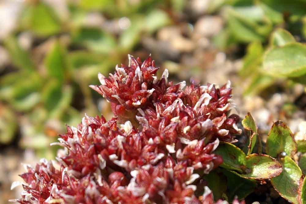 Sedum atratum