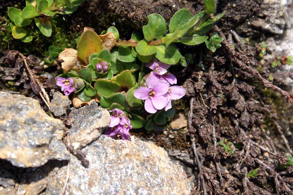 Noccaea corymbosa (=Thlaspi lerechianum)