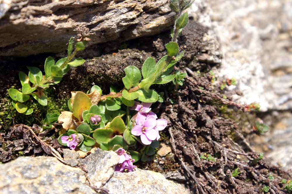 Noccaea corymbosa (=Thlaspi lerechianum)