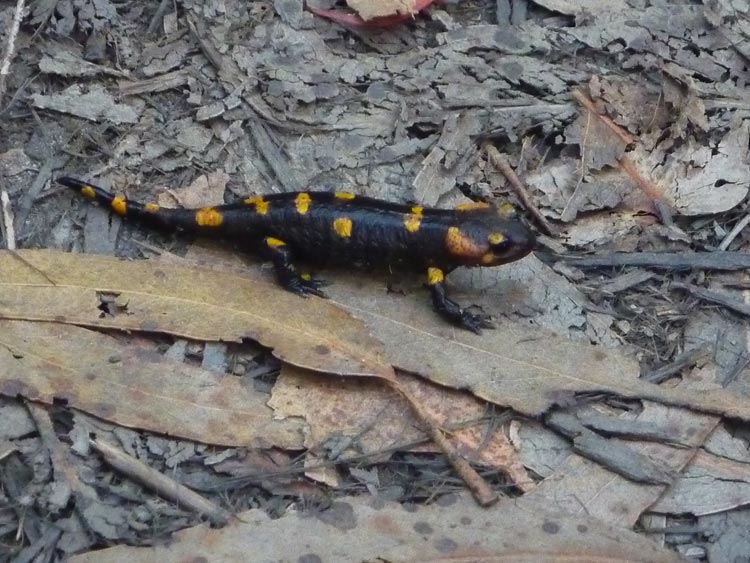 salamandra