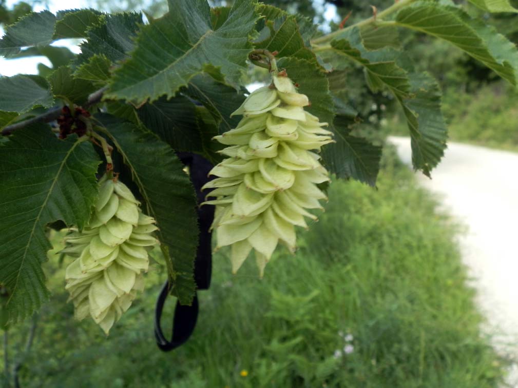 Appennino umbro - Ostrya carpinifolia