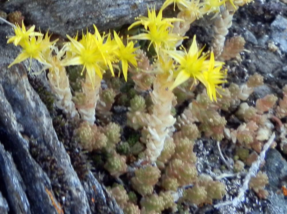 Sedum acre / Borracina acre