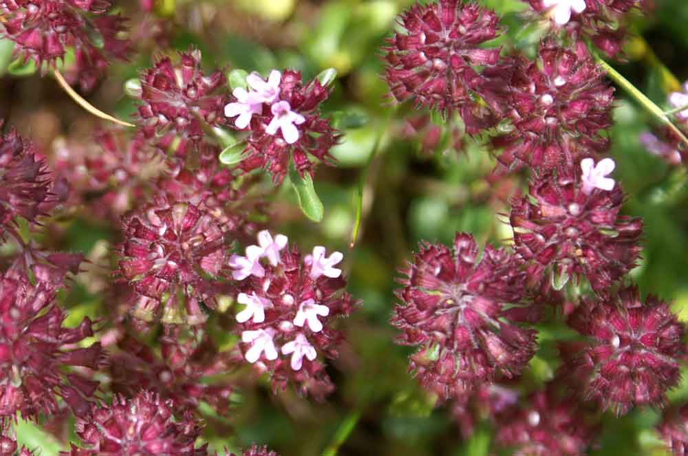 Thymus sp.