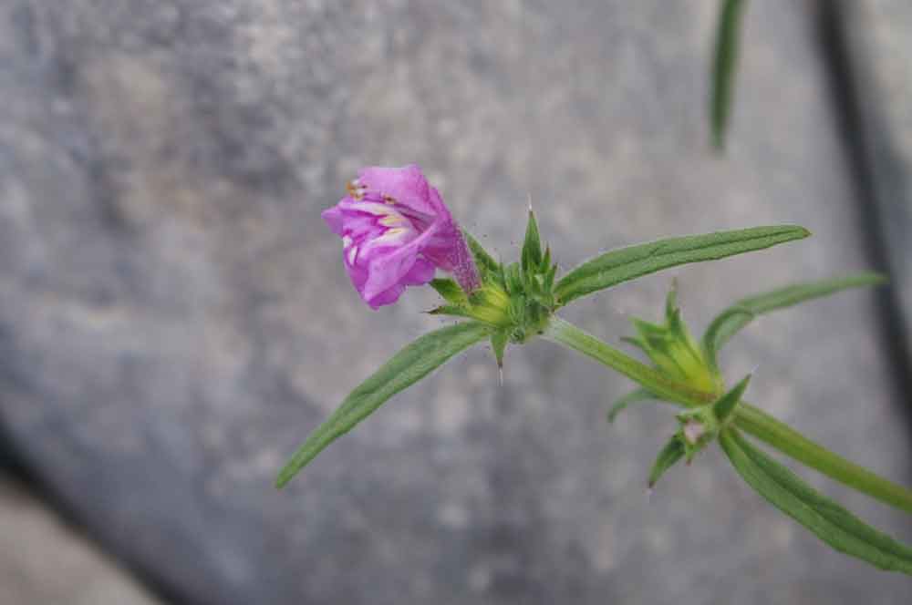 Galeopsis angustifolia