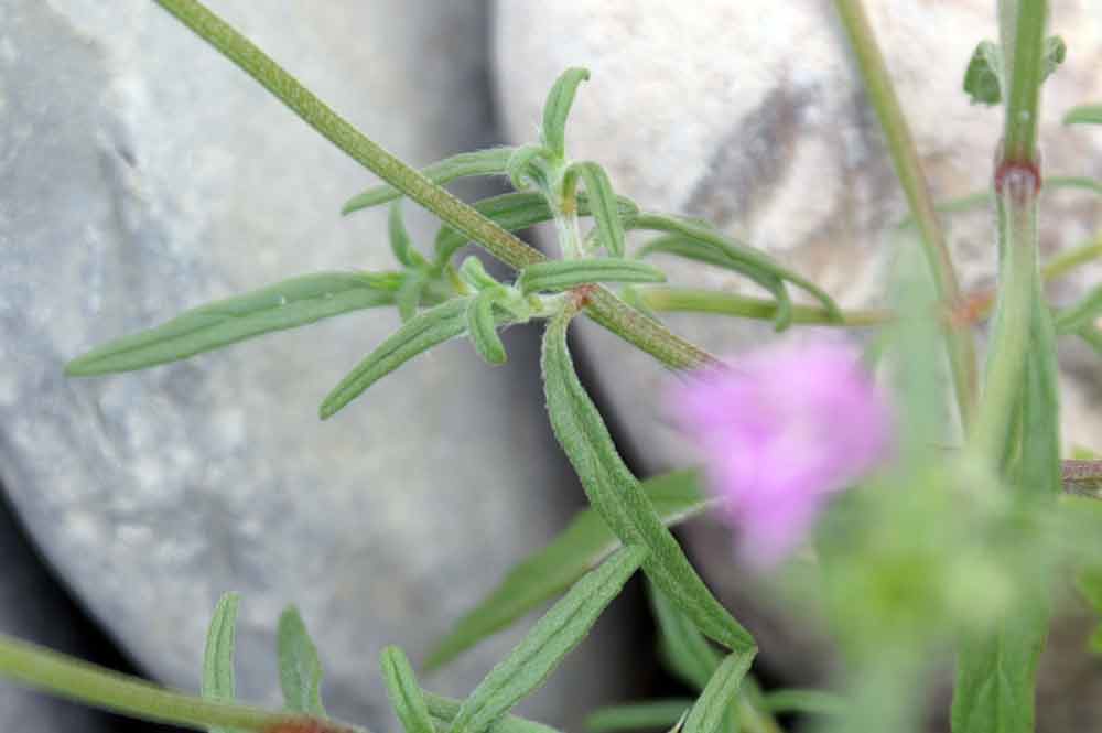 Galeopsis angustifolia