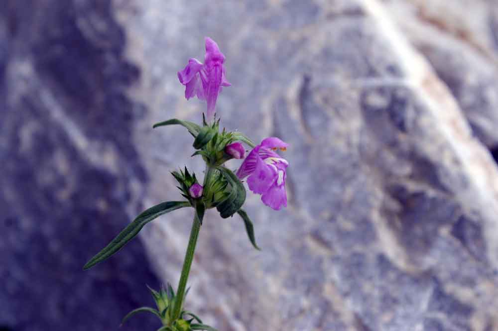 Galeopsis angustifolia