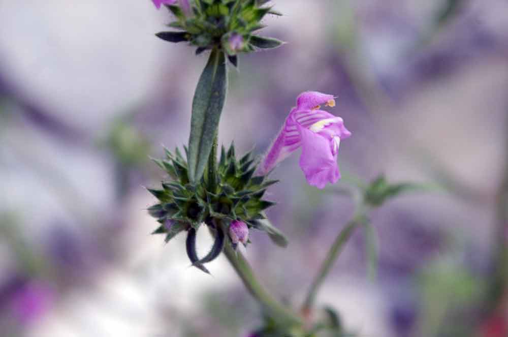 Galeopsis angustifolia