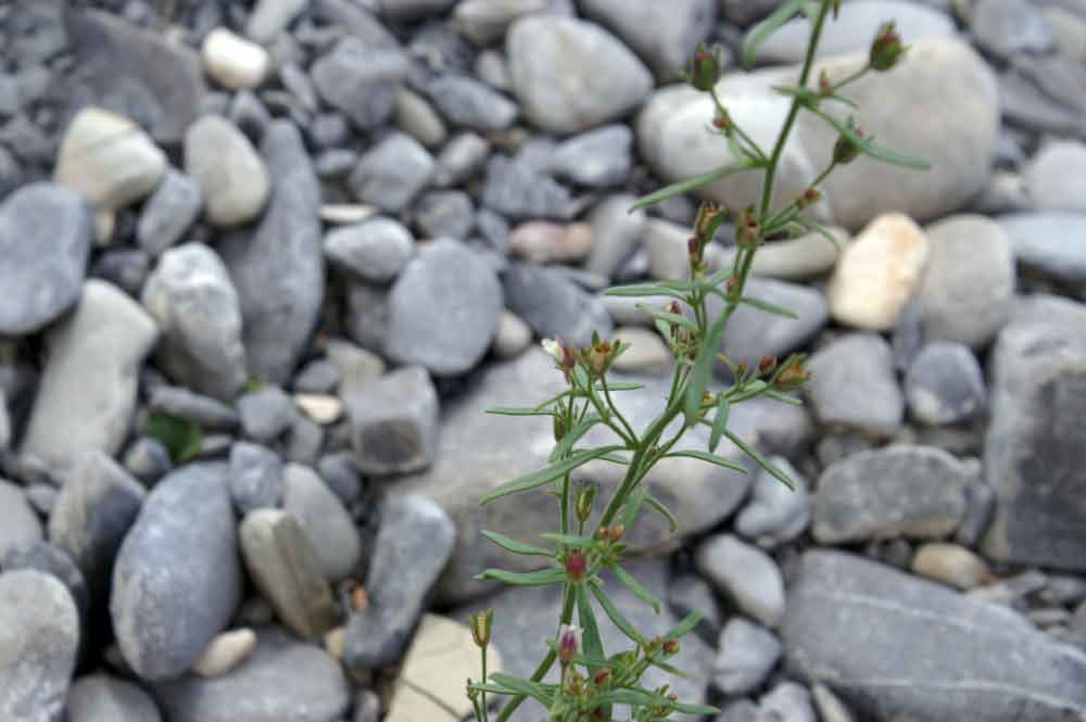 Chaenorhinum minus / Linajola comune