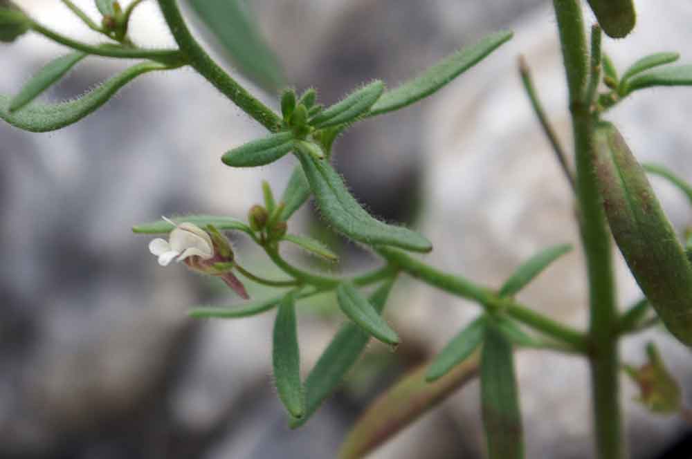 Chaenorhinum minus / Linajola comune