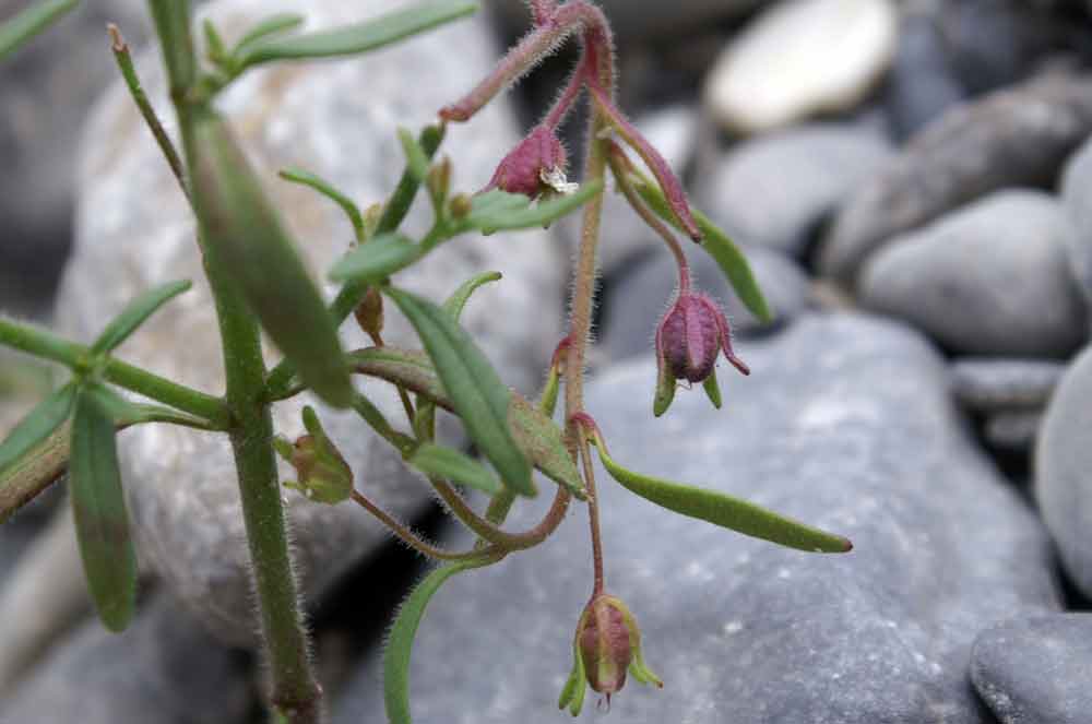 Chaenorhinum minus / Linajola comune