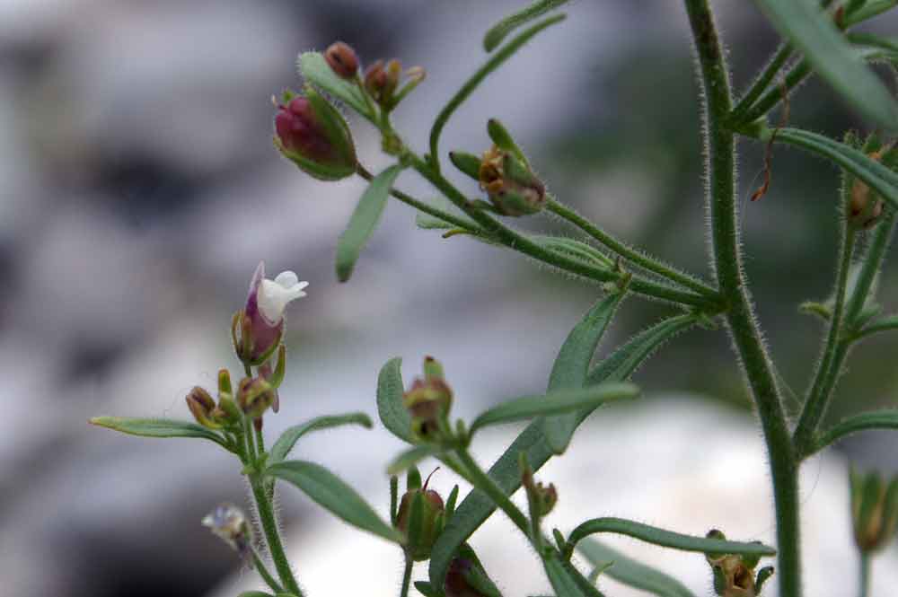 Chaenorhinum minus / Linajola comune