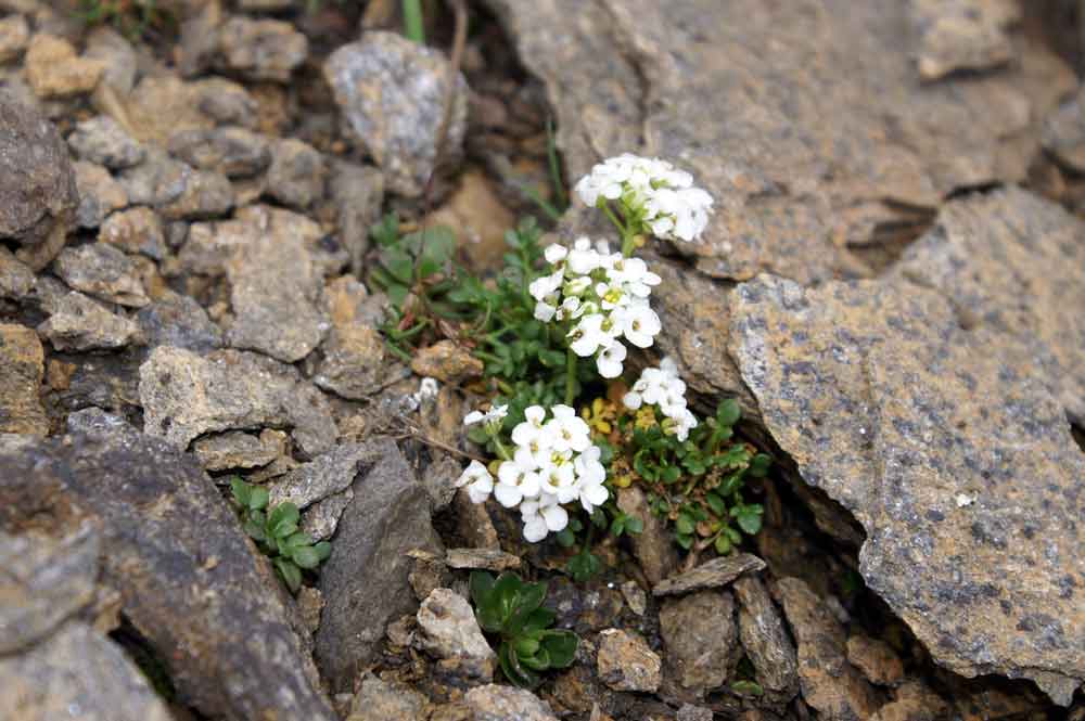 val di Champorcher 9 - Hornungia alpina