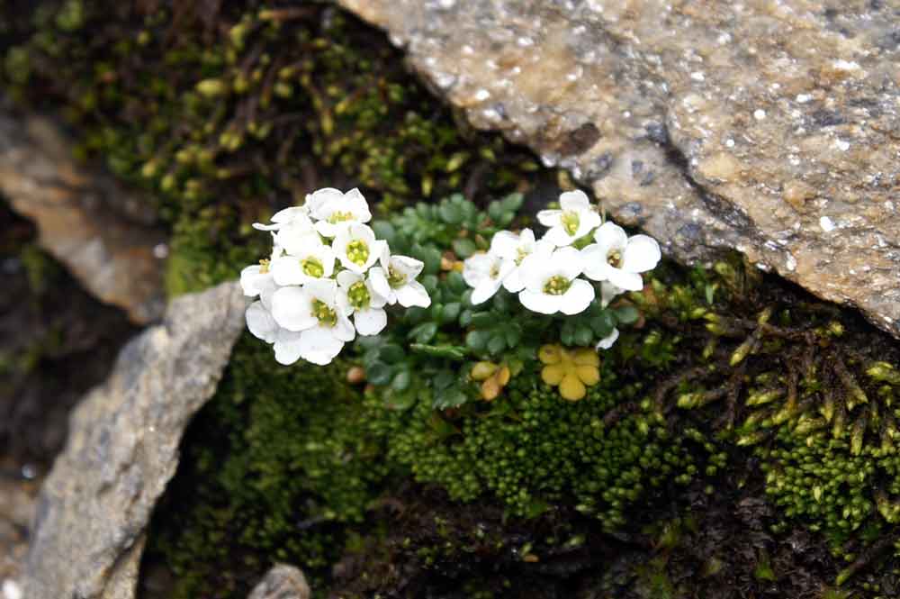 val di Champorcher 9 - Hornungia alpina